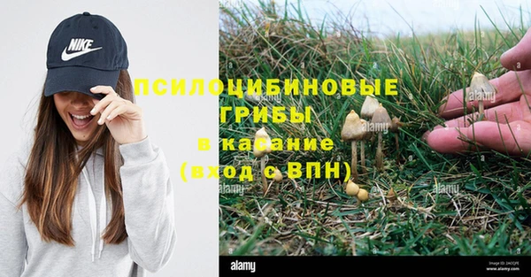 прущие грибы Наволоки
